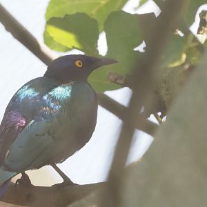 Purple Starling