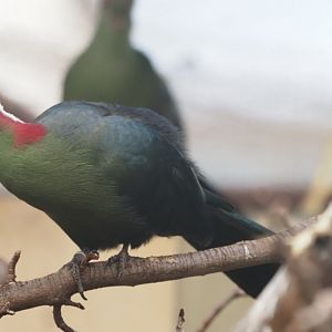 Fischer's Turaco