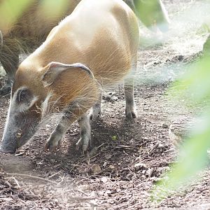 Red River Hog