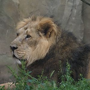 Asiatic Lion 6
