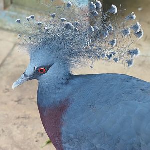 Victoria Crowned Pigeon