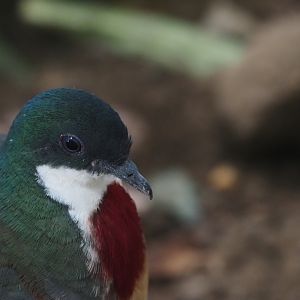 Mindanao Bleeding Heart