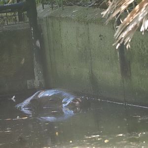 Pygmy Hippo