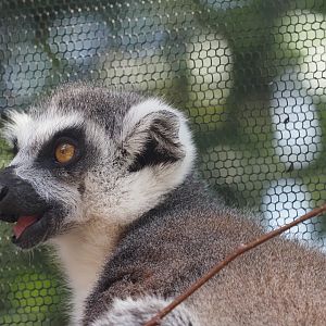 Ring-Tailed Lemur 1