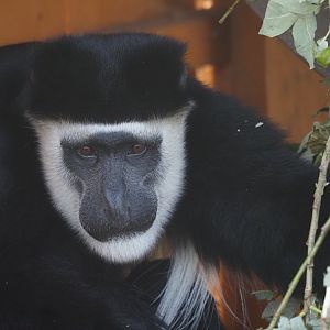 Mantled Guereza (Eastern Black and White Colobus)