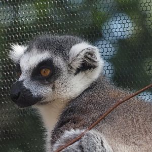 Ring-Tailed Lemur 2