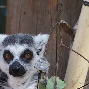 Ring-Tailed Lemur 3