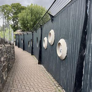 Repainted penguin viewing 22.6.25