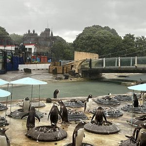 Penguins and chicks in the rain 22.6.25