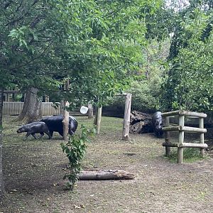 Pygmy hippo family 22.6.25
