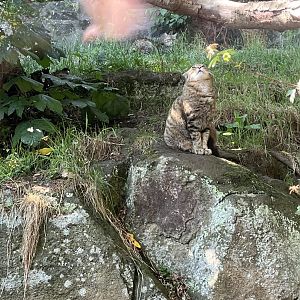 Scottish wildcats 22.6.25