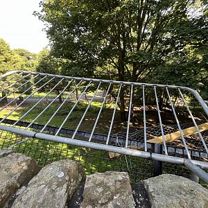Markhor enclosure from the old cat terraces 22.6.25