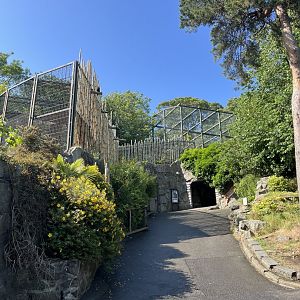 Tiger enclosure 22.6.25