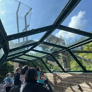 Sumatran tiger and visitors 22.6.25