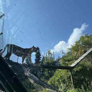 Sumatran tiger 22.6.25