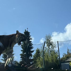 Sumatran tiger 22.6.25