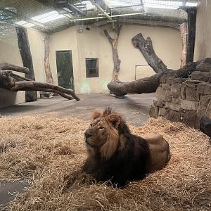 Asiatic lion “Jay” (sitting extremely still!) 22.6.25
