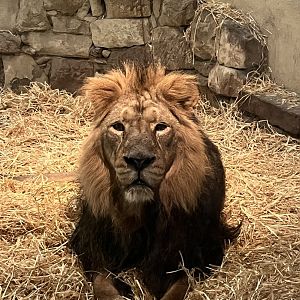 Asiatic lion portrait (wish my camera has been charged!)