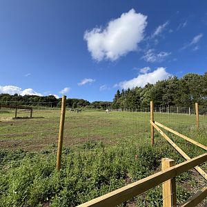 New Grevy’s zebra enclosure 22.6.25