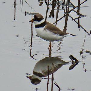Semipalmated Plover (Charadrius semipalmatus)