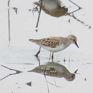 Semipalmated Sandpiper (Calidris pusilla)