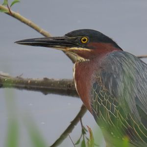 Green Heron (Butorides virescens)