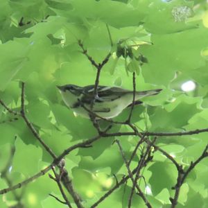 Cerulean Warbler (Setophaga cerulea)
