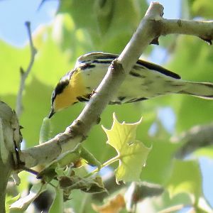 Yellow-throated Warbler (Setophaga dominica)