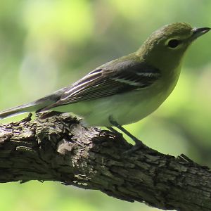 Yellow-throated Vireo (Vireo flavifrons)
