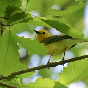 Prothonotary Warbler (Protonotaria citrea)