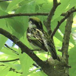 Chestnut-sided Warbler (Setophaga pensylvanica)