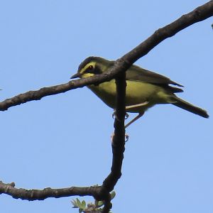 Kentucky Warbler (Geothlypis formosa)