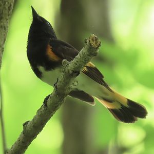 American Redstart (Setophaga ruticilla)