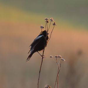 Bobolink (Dolichonyx oryzivorus)