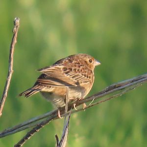 Grasshopper Sparrow (Ammodramus savannarum)