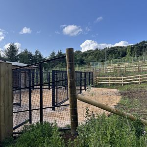 Grevy’s Zebra hardstanding 22.6.25