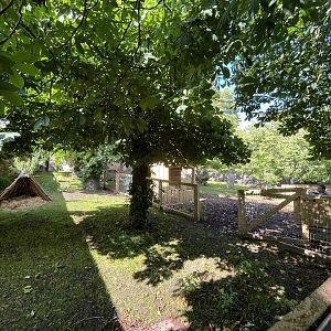 Capybara enclosure 0.5 22.6.25