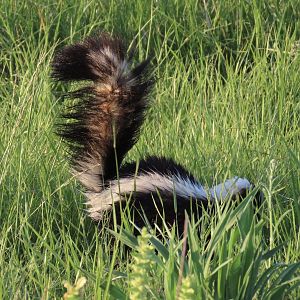 Striped Skunk (Mephitis mephitis)