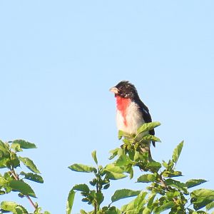 Rose-breasted Grosbeak (Pheucticus ludovicianus)