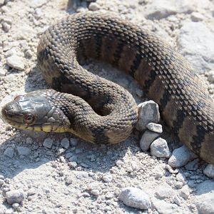 Diamondback Watersnake (Nerodia rhombifer)