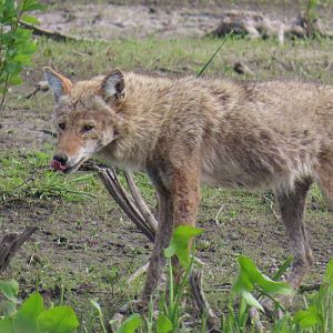 Coyote (Canis latrans)