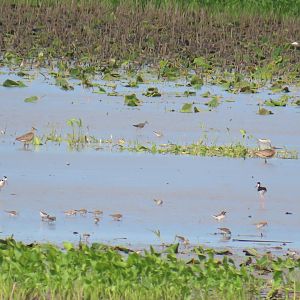 Various Shorebirds