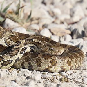 Western Foxsnake (Pantherophis ramspotti)