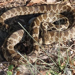 Western Foxsnake (Pantherophis ramspotti)