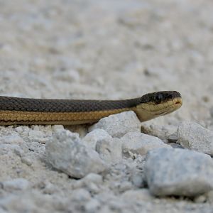 Graham’s Crawfish Snake (Regina grahamii)
