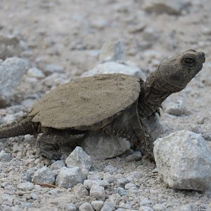 Common Snapping Turtle (Chelydra serpentina)