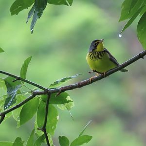 Canada Warbler (Cardellina canadensis)