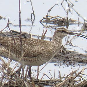 Whimbrel (Numenius phaeopus)