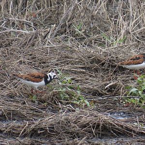 Ruddy Turnstone (Arenaria interpres)