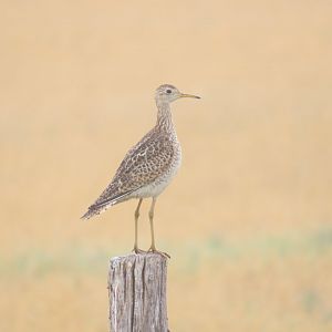 Upland Sandpiper (Bartramia longicauda)
